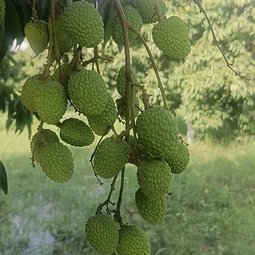 Photo of the plant species Rosa lichiangensis by @UpbeatFern81 named Deepak pathancot on Greg, the plant care app