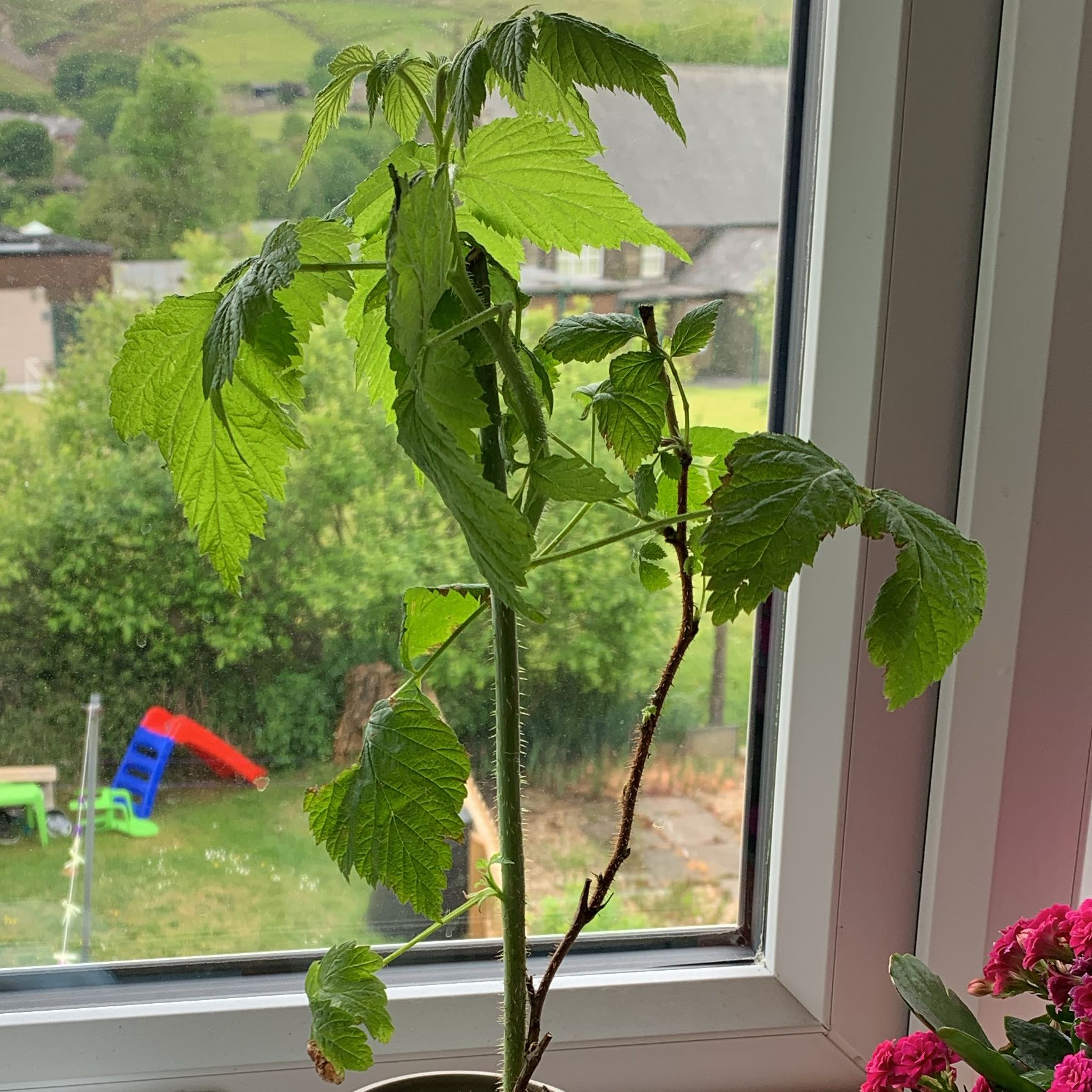 Photo of the plant species Golden Raspberry by @HardyFlatpea1 named Keanu Leaves on Greg, the plant care app