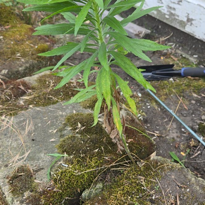 Photo of the plant species Canadian Fleabane by @AwakeAnthemis27 named Lola on Greg, the plant care app