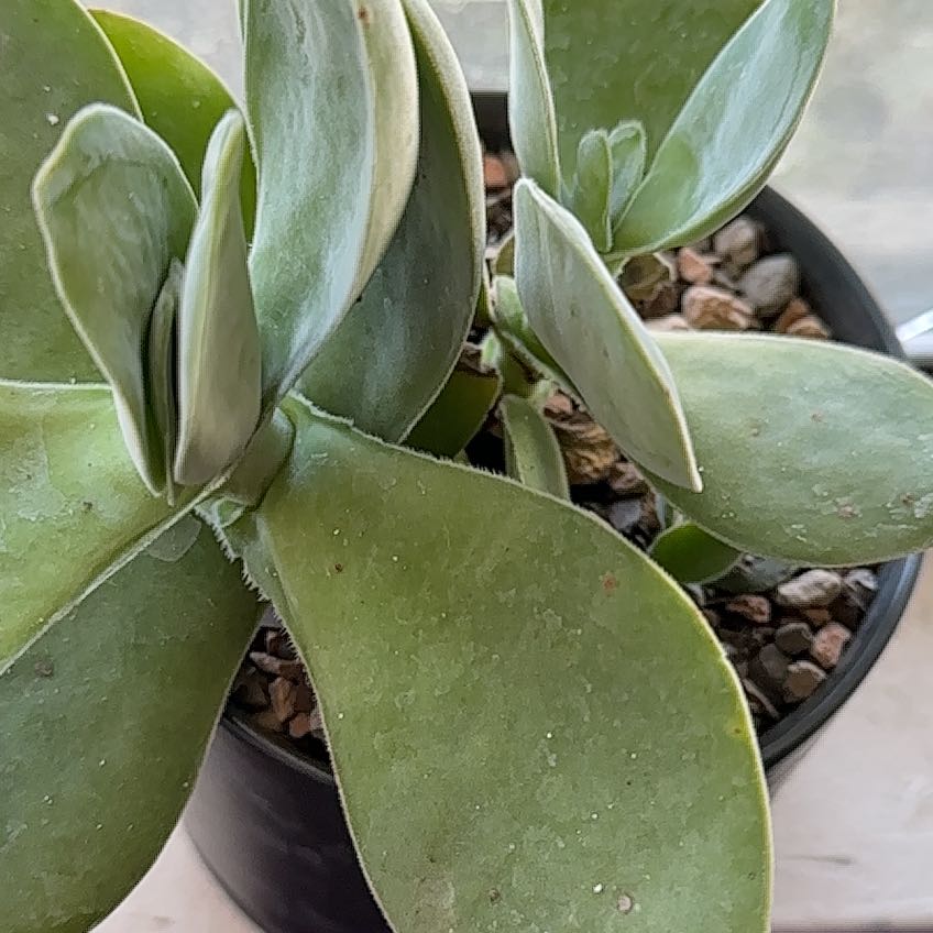 Crassula cotyledonis plant in a pot with visible soil and pebbles.