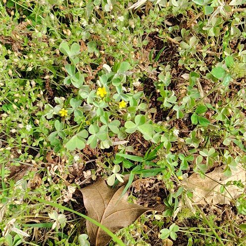 Photo of the plant species Black Medick by @FullPileasugar named Navajo on Greg, the plant care app