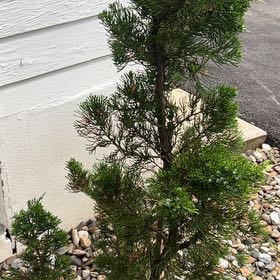Photo of the plant species Hollywood Juniper by @WisePigsqueak52 named Oscar on Greg, the plant care app