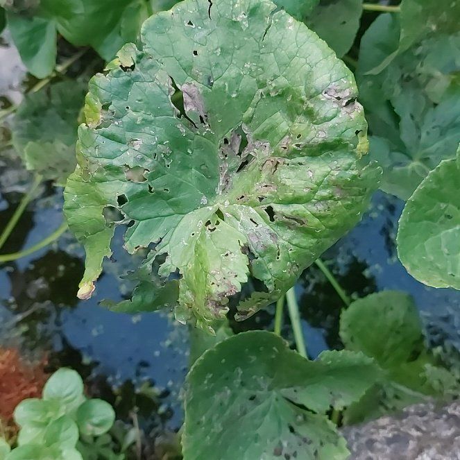Photo of the plant species Marsh Marigold by @SoaringTipa88 named Osmo on Greg, the plant care app