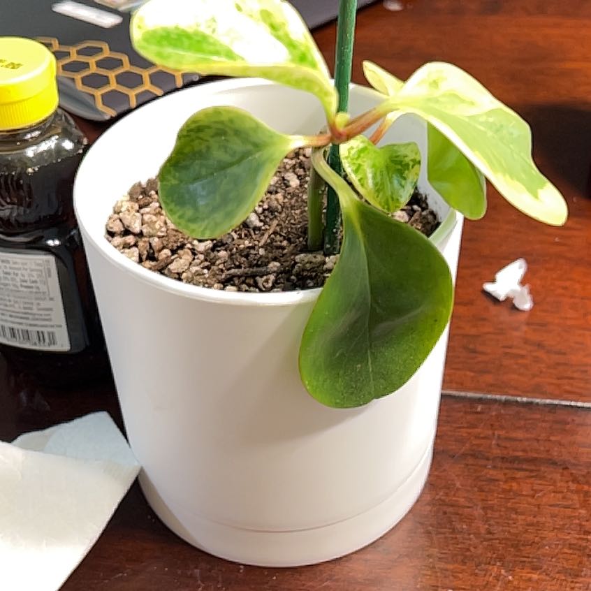 Photo of the plant species Evening Rain-Lily by @KeyRedlion41 named Mando on Greg, the plant care app