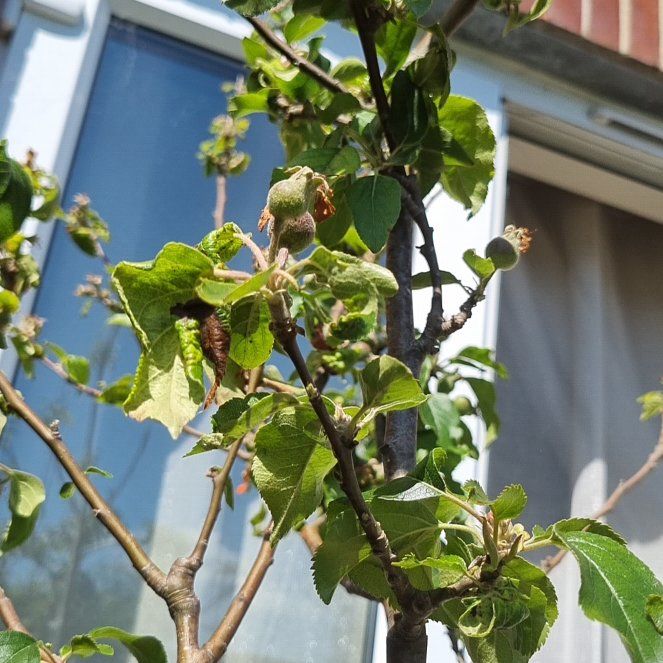 Photo of the plant species Egremont Russet Apple by @NewNinebark40 named Egremont Russet on Greg, the plant care app