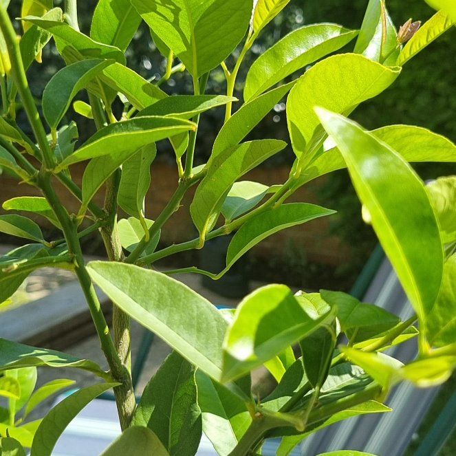 Photo of the plant species Seville Orange by @NewNinebark40 named Beyonce on Greg, the plant care app