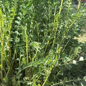 Photo of the plant species Salad Burnet by @AwesomeWorm59 named Pax on Greg, the plant care app