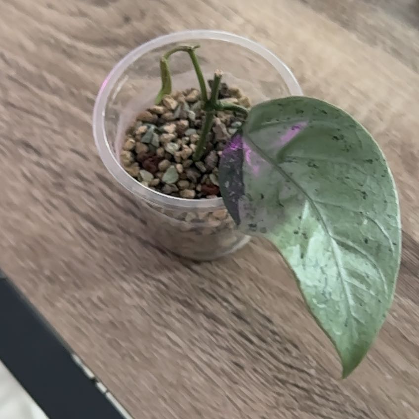 Photo of the plant species Hoya coriacea 'Silver' by @FunEarthstar1 named Xena on Greg, the plant care app