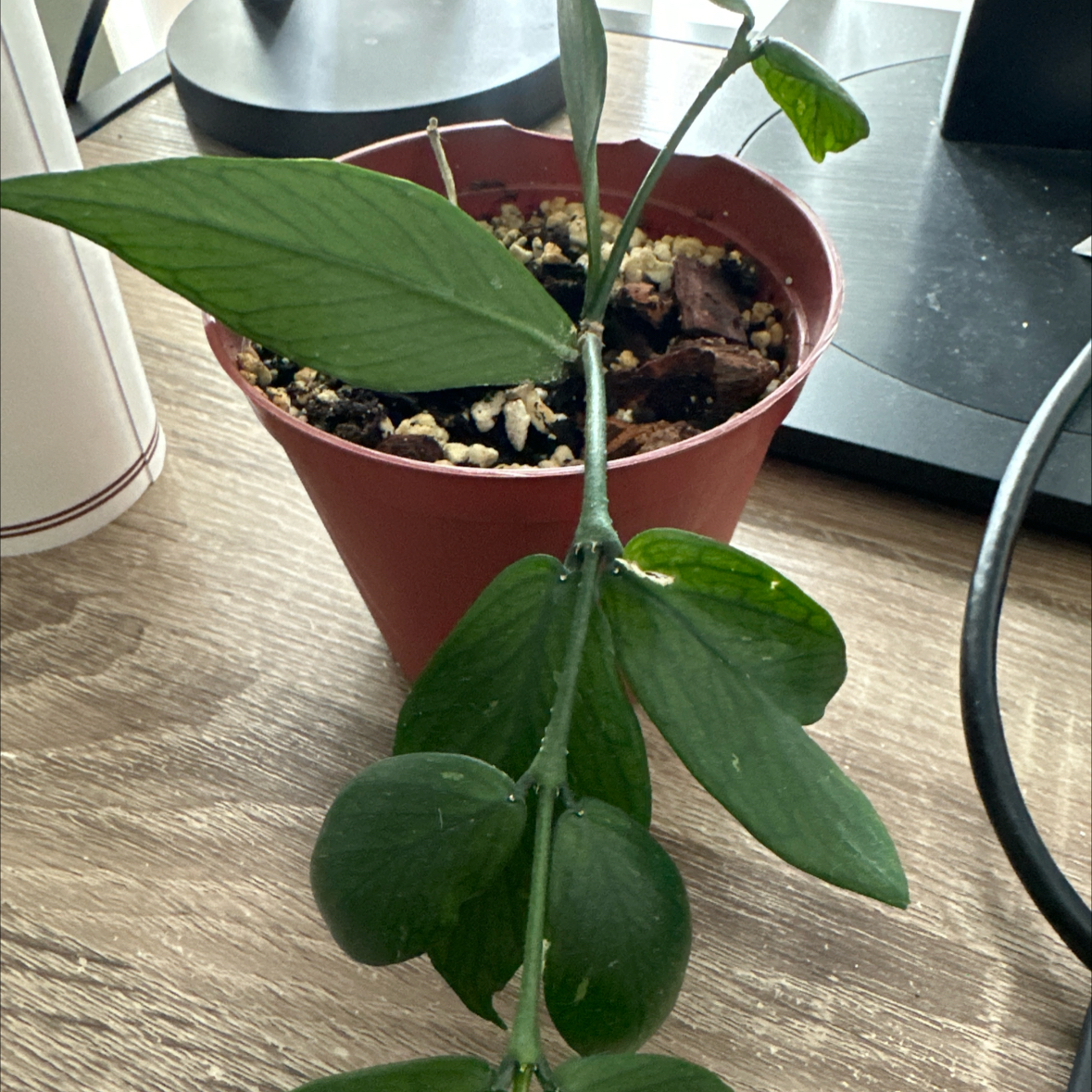 Photo of the plant species Fishtail Hoya by @FunEarthstar1 named Planty on Greg, the plant care app