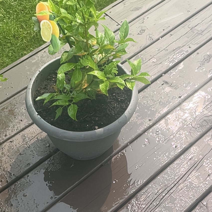 Photo of the plant species Citrus medica by @NeatProlifica33 named Darwin on Greg, the plant care app