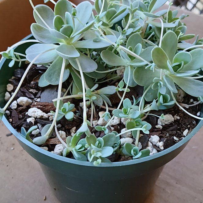 Photo of the plant species Chinese Dunce Cap by @AngelMangeao45 named Xena on Greg, the plant care app