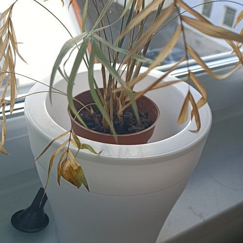 Photo of the plant species Varigated Parlour Palm by @mingisgarden named Osmo on Greg, the plant care app
