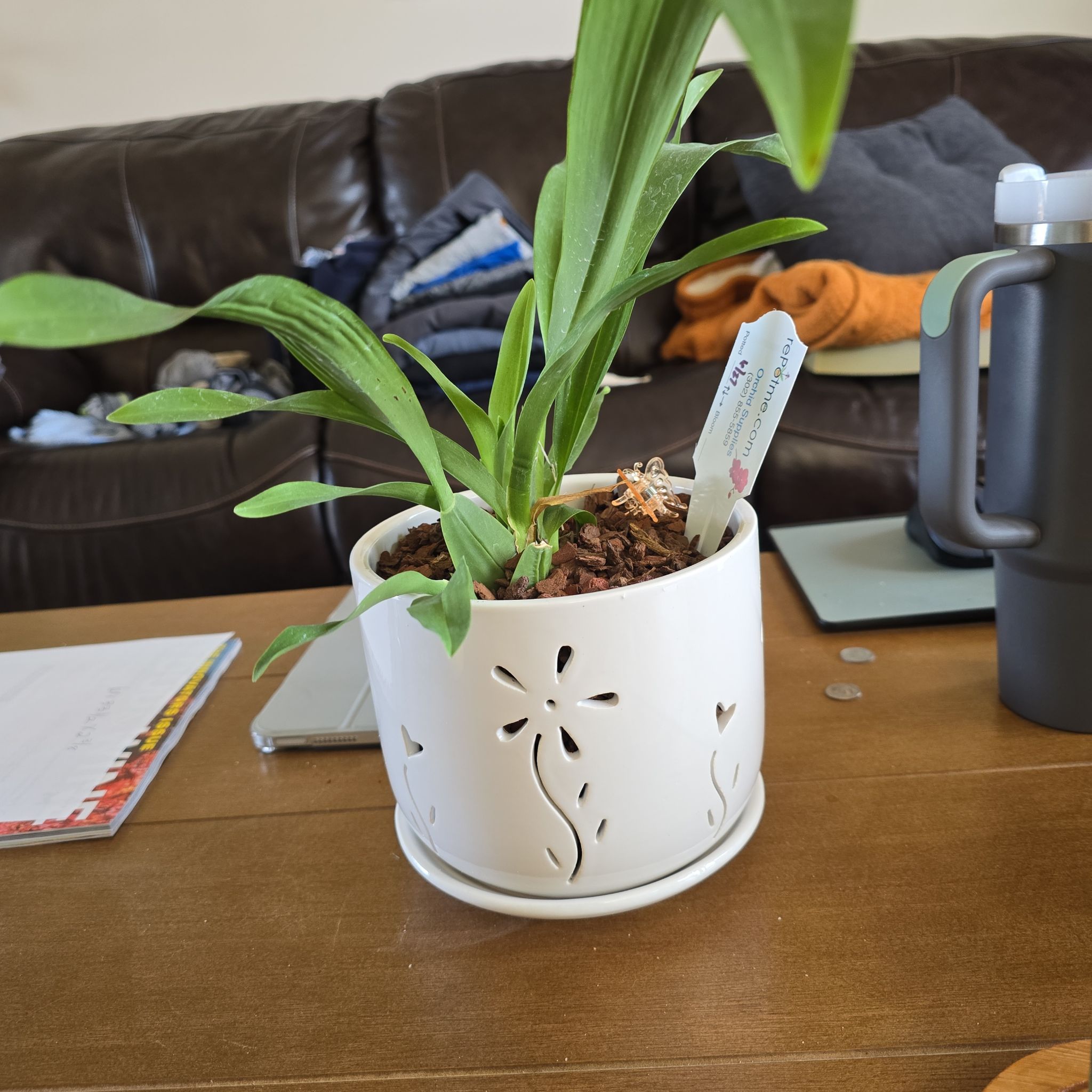 Photo of the plant species Dancing-Lady Orchid by @CordialFlax named Gobi on Greg, the plant care app
