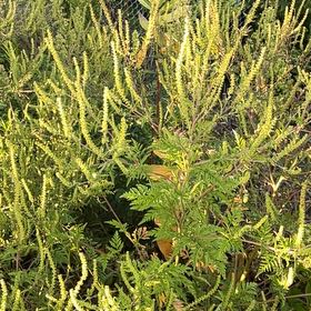 Photo of the plant species Annual Ragweed by @CordialQuince23 named McKinley on Greg, the plant care app