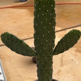 Photo of the plant species Road Kill Cactus by @KeyWaxivy18 named Sir Plancelot on Greg, the plant care app