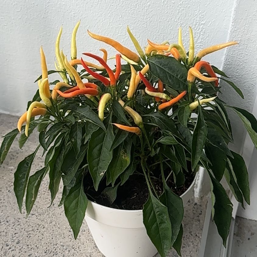 Photo of the plant species Capsicum 'Medusa' by @LightNeem94 named Dolores on Greg, the plant care app
