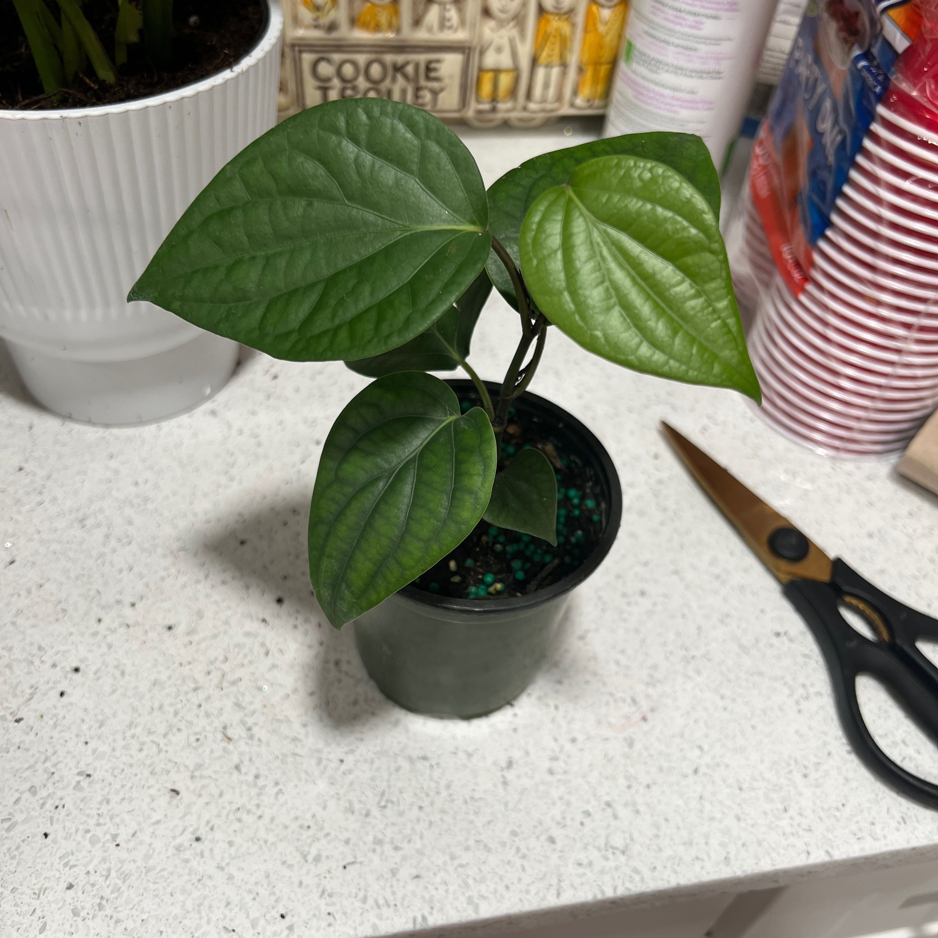 Photo of the plant species Black Pepper Vine by @BlkleafBotanica named My Black Pepper Plant on Greg, the plant care app