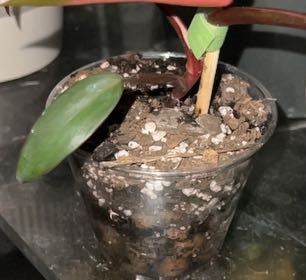 Photo of the plant species Bloody Mary Philodendron by @BlkleafBotanica named Harper on Greg, the plant care app