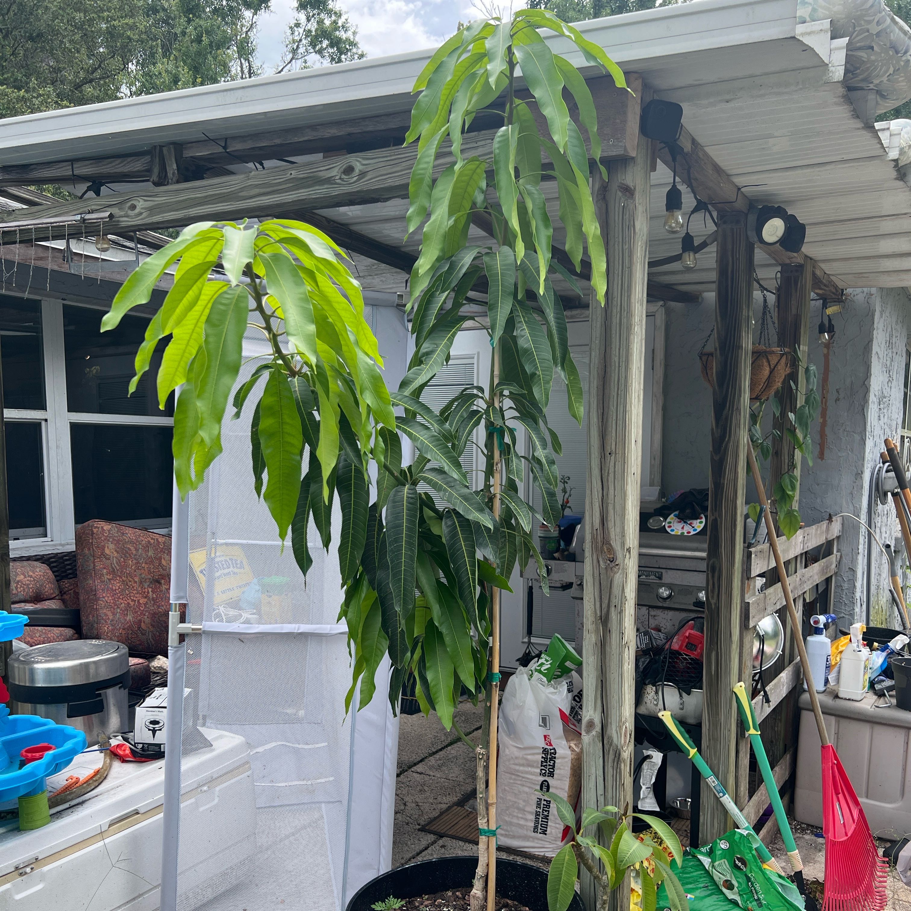 Photo of the plant species Tommy Atkins Mango by @BlkleafBotanica named Man-Gogh on Greg, the plant care app