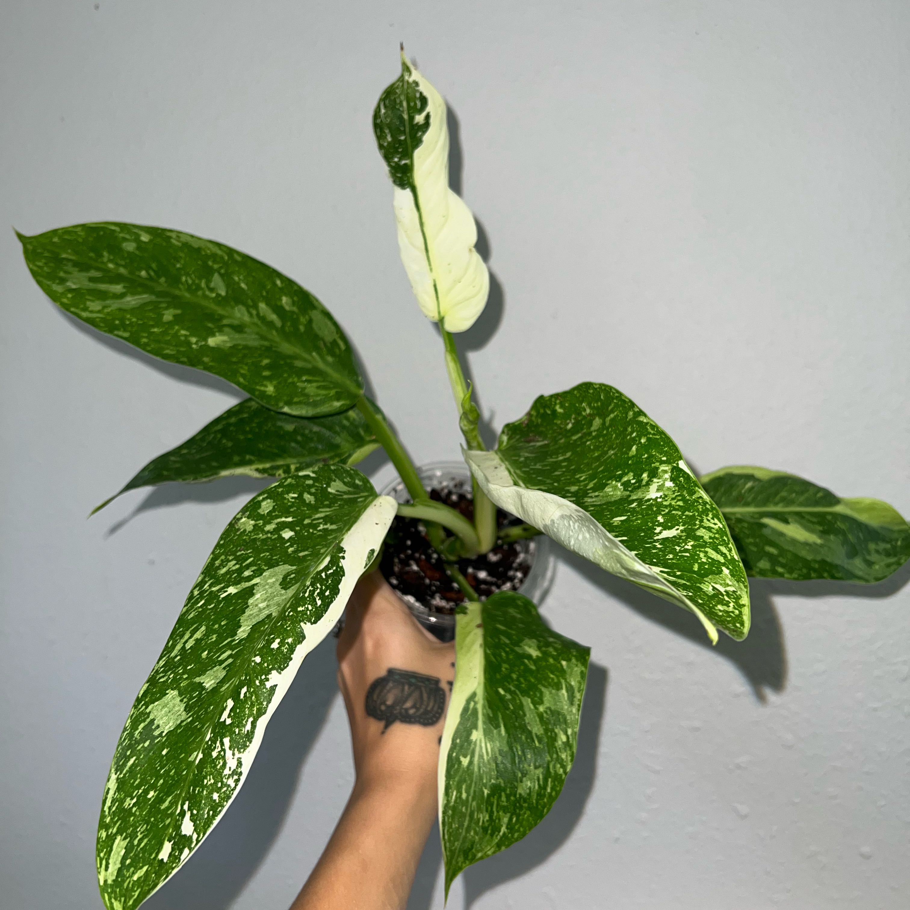 Photo of the plant species Philodenron Jose Buono by @BlkleafBotanica named Doja Cat on Greg, the plant care app