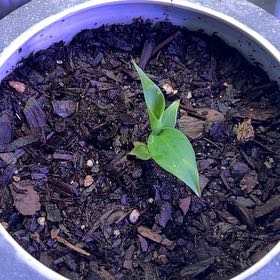 Photo of the plant species Musa 'Truly Tiny' by @BlkleafBotanica named Tupot amaroot on Greg, the plant care app