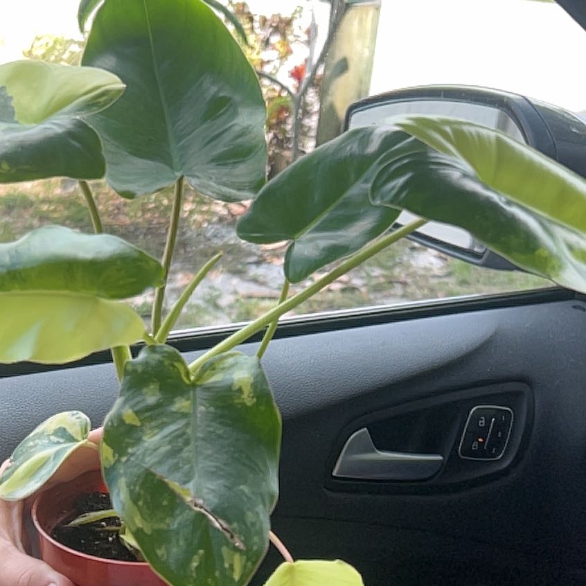 Photo of the plant species Variegated Burle Marx Philodendron by @BlkleafBotanica named Curie on Greg, the plant care app