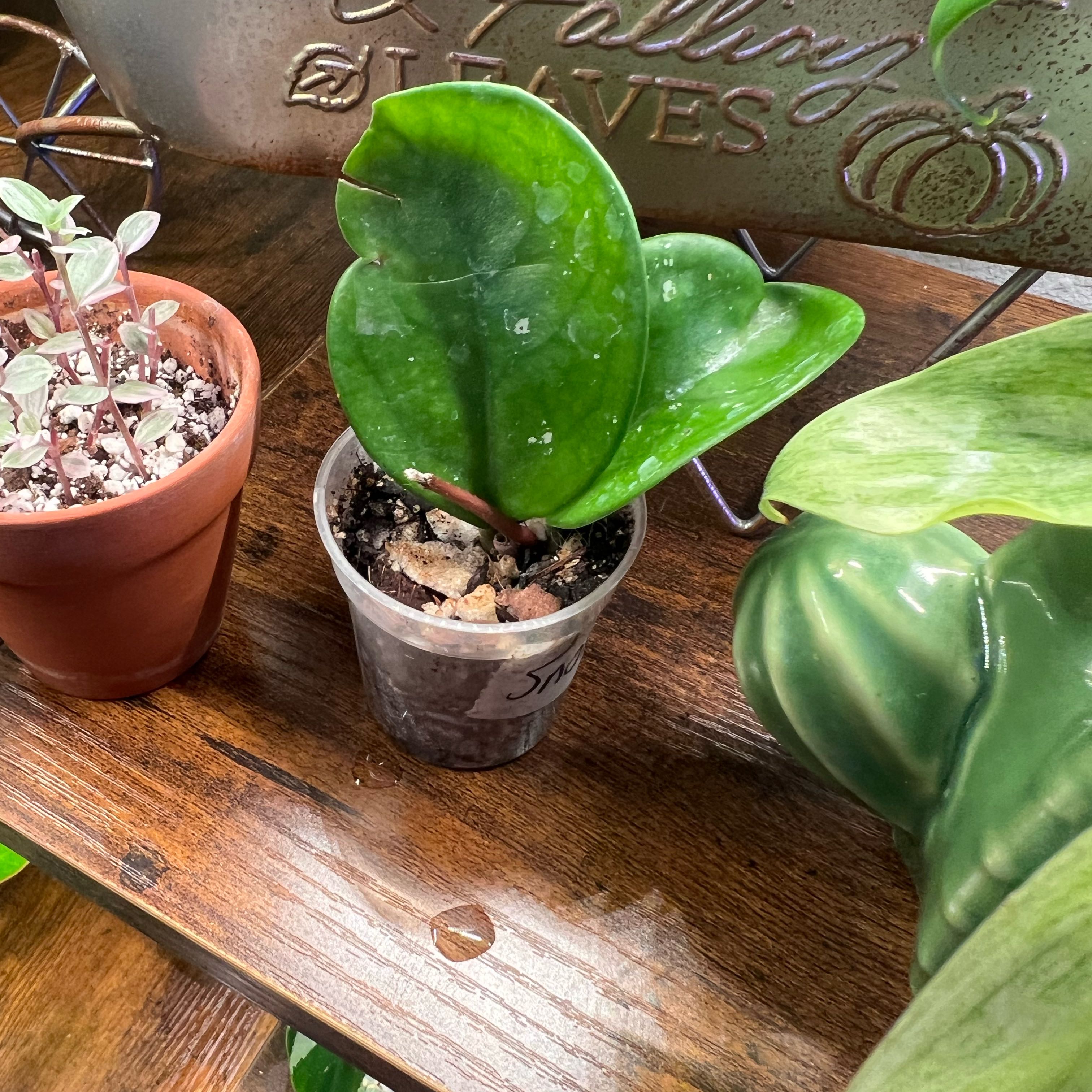 Photo of the plant species hoya carnosa snowball by @BlkleafBotanica named Osmo on Greg, the plant care app