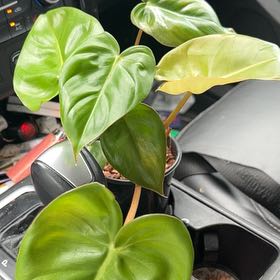 Photo of the plant species Philodendron billietiae x gloriosum by @BlkleafBotanica named Mollie on Greg, the plant care app