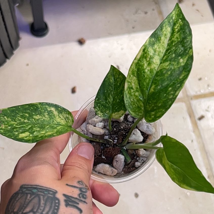 Photo of the plant species Kujang Yellow Flame Epipremnum Pinnatum by @BlkleafBotanica named Remington on Greg, the plant care app