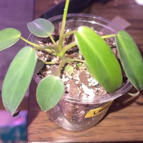 Photo of the plant species Philodendron longilobum by @BlkleafBotanica named Mando on Greg, the plant care app
