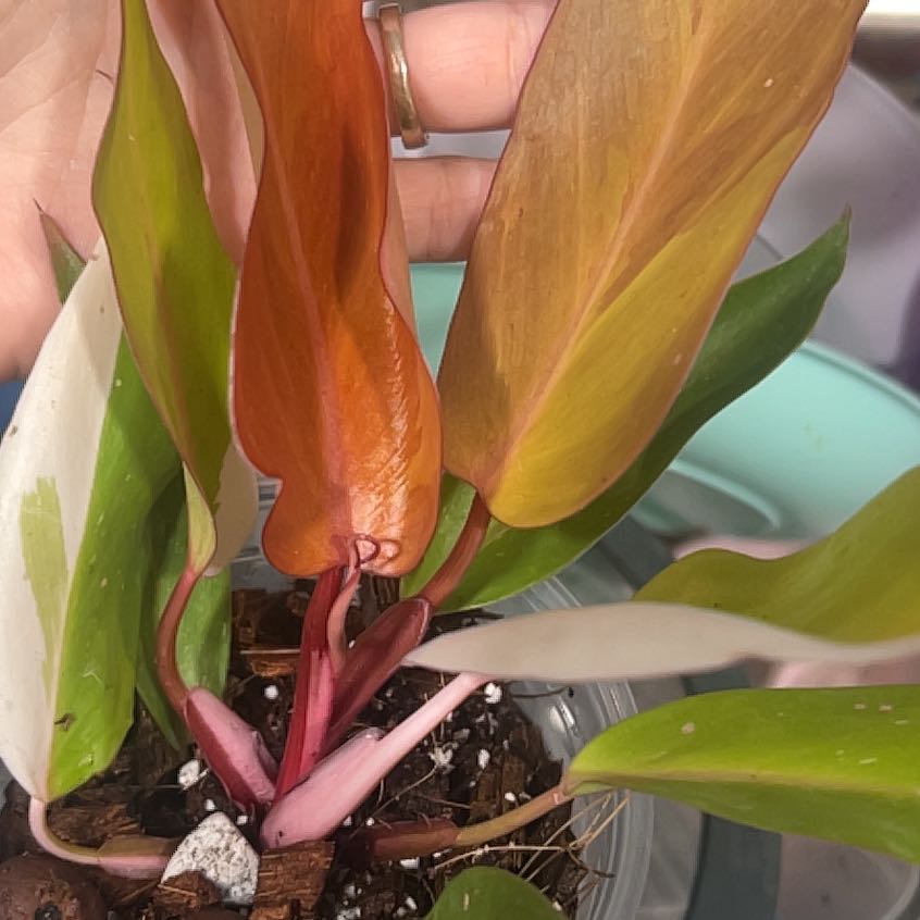 Photo of the plant species Philodendron Persimmon Princess by @BlkleafBotanica named McKinley on Greg, the plant care app