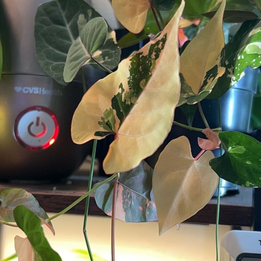 Photo of the plant species Tuber Fleeceflower by @BlkleafBotanica named Sahara on Greg, the plant care app
