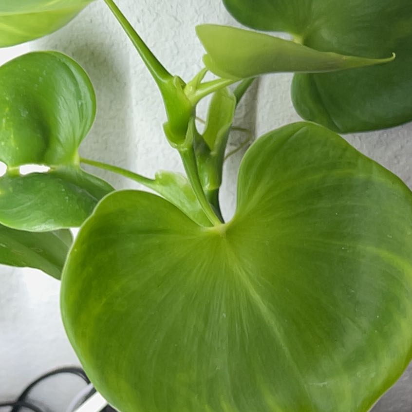 Photo of the plant species Philodendron grazielae by @BlkleafBotanica named Delilah on Greg, the plant care app
