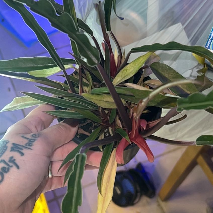 Photo of the plant species Philodendron 'Caramel Pluto' by @BlkleafBotanica named Naomi on Greg, the plant care app