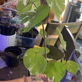 Photo of the plant species Hibiscus tiliaceus 'Tricolor' by @BlkleafBotanica named Bruce Lee on Greg, the plant care app