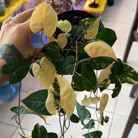 Photo of the plant species Tuber Fleeceflower by @BlkleafBotanica named Shakira on Greg, the plant care app