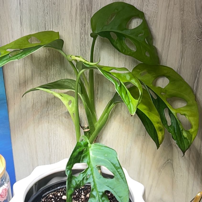 Photo of the plant species Variegated Swiss Cheese Plant by @BlkleafBotanica named Elina on Greg, the plant care app