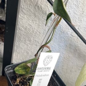 Photo of the plant species Philodendron Burle Marx Fantasy by @BlkleafBotanica named Oscar on Greg, the plant care app