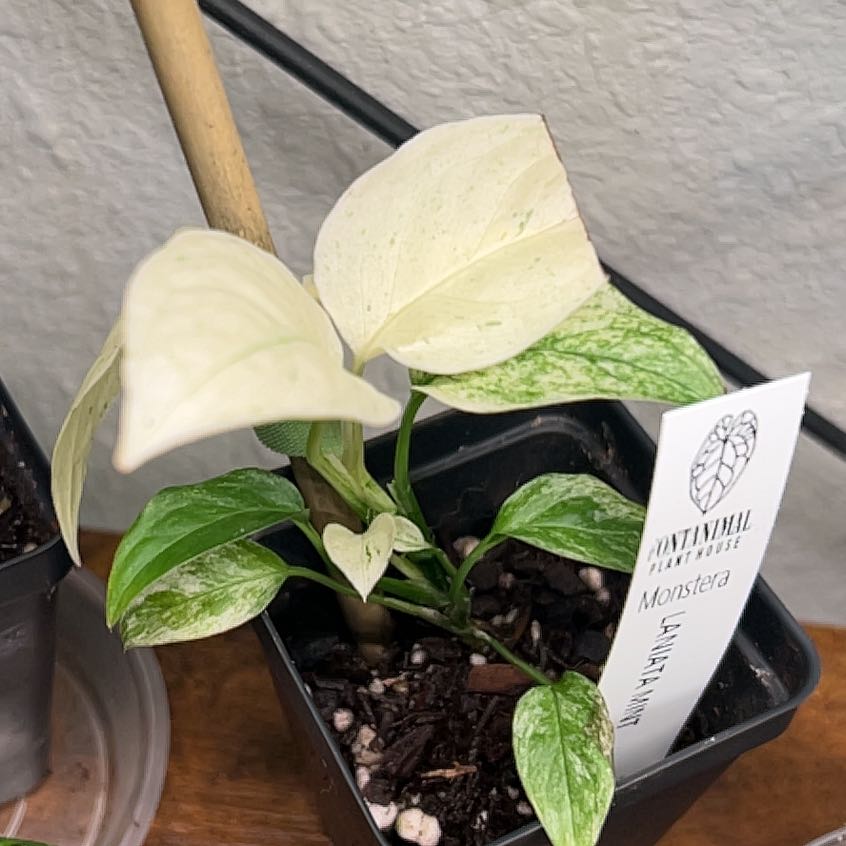 Photo of the plant species monstera by @BlkleafBotanica named Rosa on Greg, the plant care app