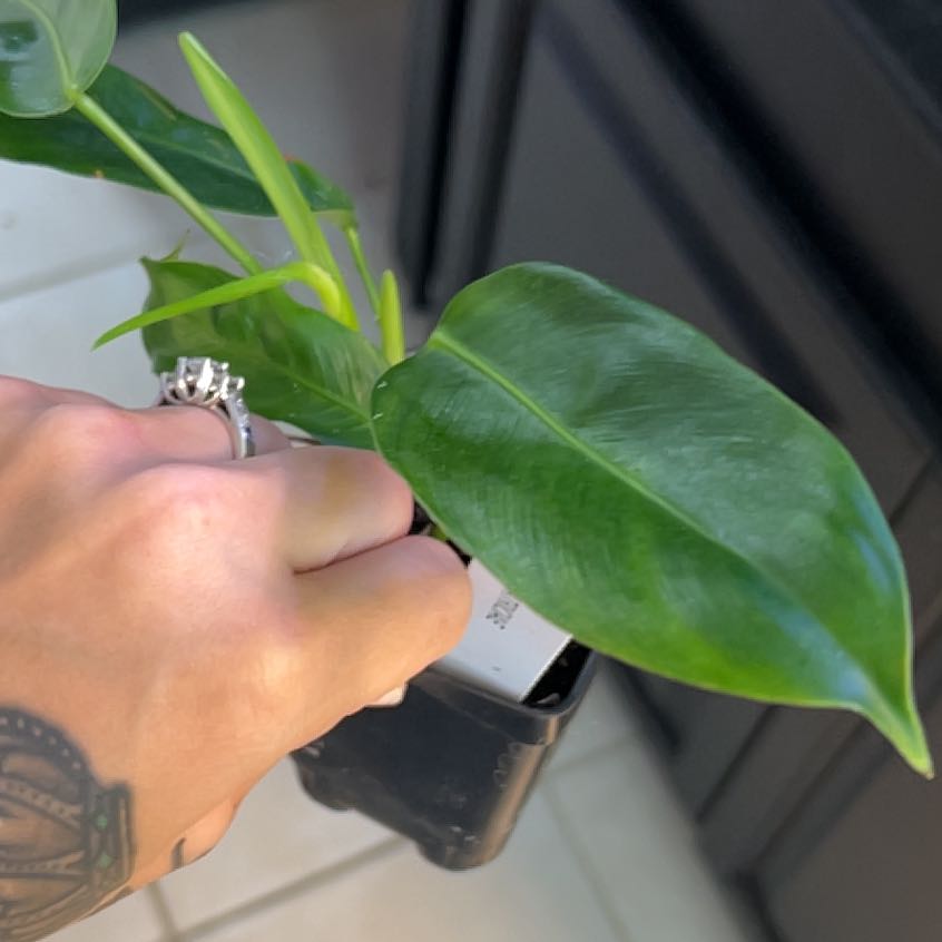 Photo of the plant species Philodendron patriciae by @BlkleafBotanica named Peter Parker on Greg, the plant care app
