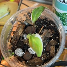 Photo of the plant species Philodendron micans 'Velvet Halo' by @BlkleafBotanica named Lola on Greg, the plant care app