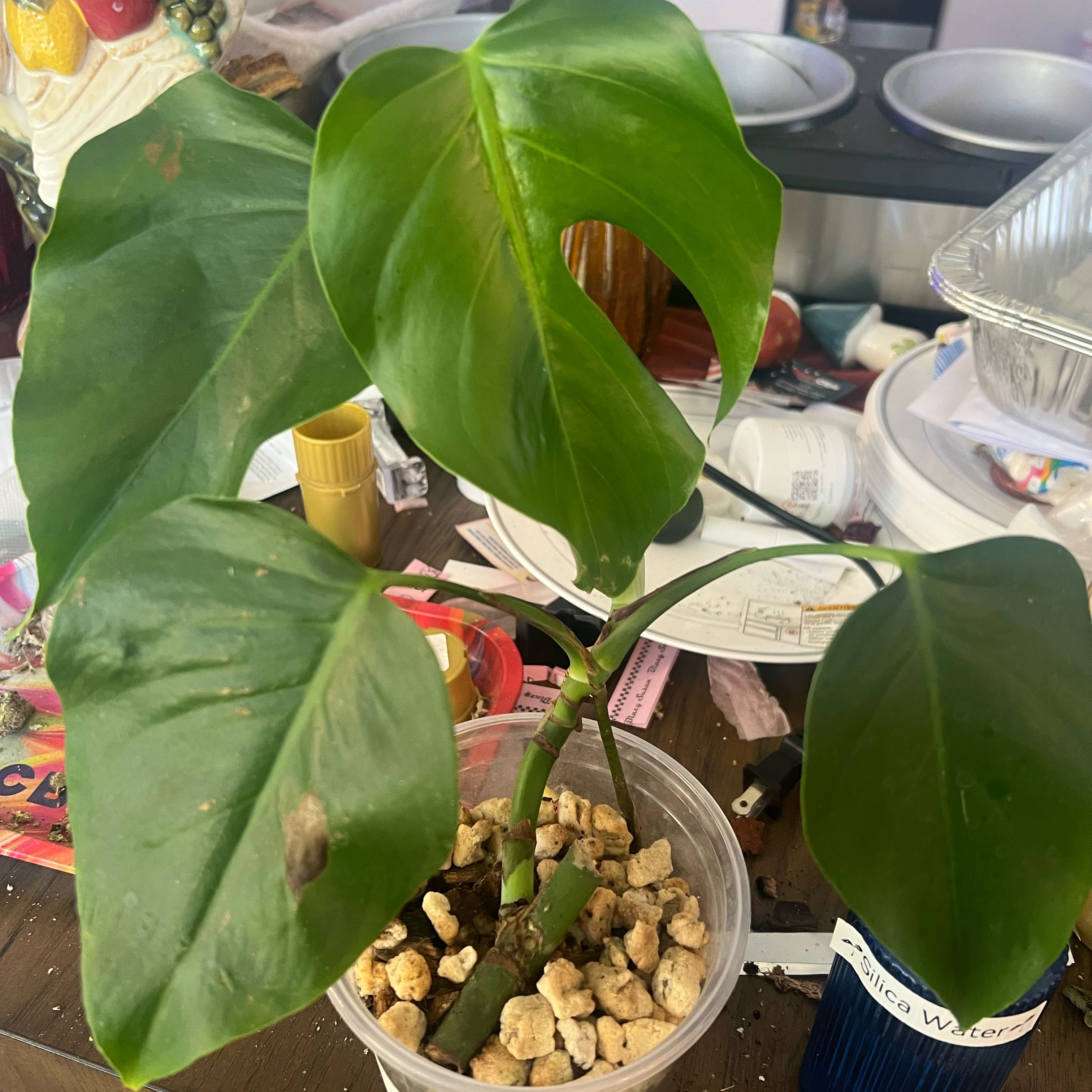 Photo of the plant species Monstera deliciosa var. sierrana by @BlkleafBotanica named Bella on Greg, the plant care app