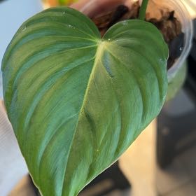 Photo of the plant species Philodendron 'McDowell' by @BlkleafBotanica named Oscar on Greg, the plant care app