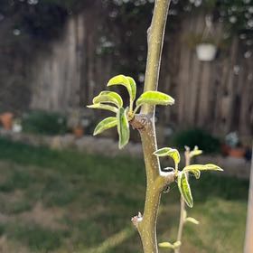 Photo of the plant species Semi Dwarf Anjou Pear by @HotMyagrum65 named Elle on Greg, the plant care app