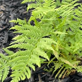 Photo of the plant species Austral Lady Fern by @LikelyAchiote named Clooney on Greg, the plant care app