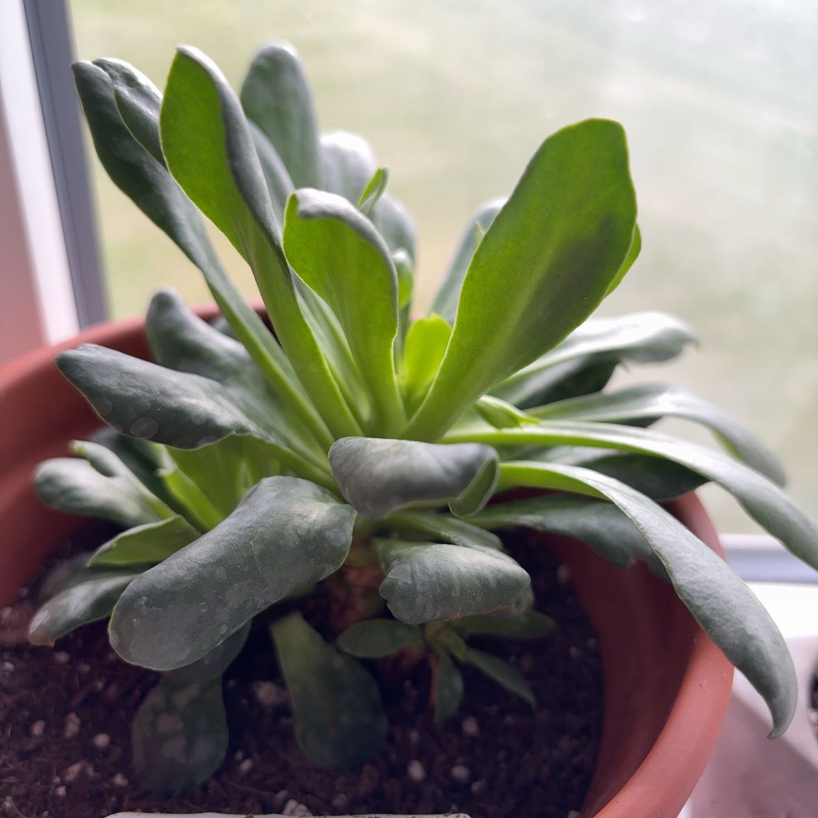 Photo of the plant species Cliff Maids by @HayB named Flora on Greg, the plant care app