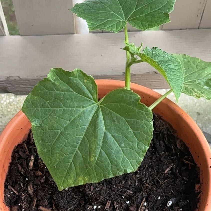 Photo of the plant species Boston Pickling Cucumber by @ImpishRimu37 named Sahara on Greg, the plant care app