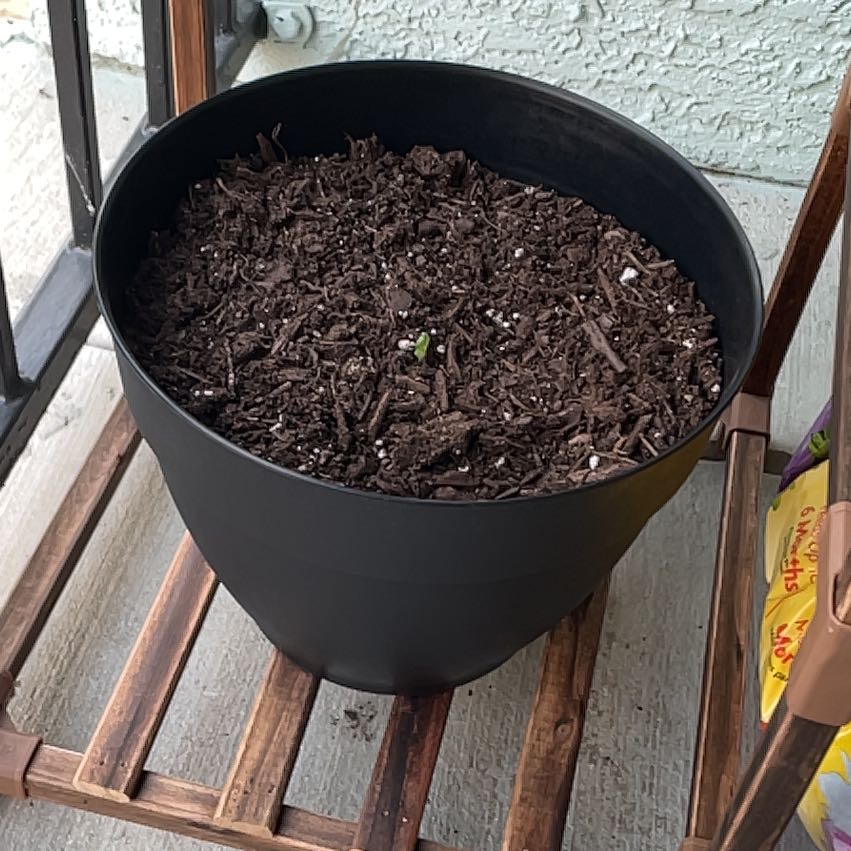 Photo of the plant species Dahlia by @ScholarlyFord93 named Lola on Greg, the plant care app