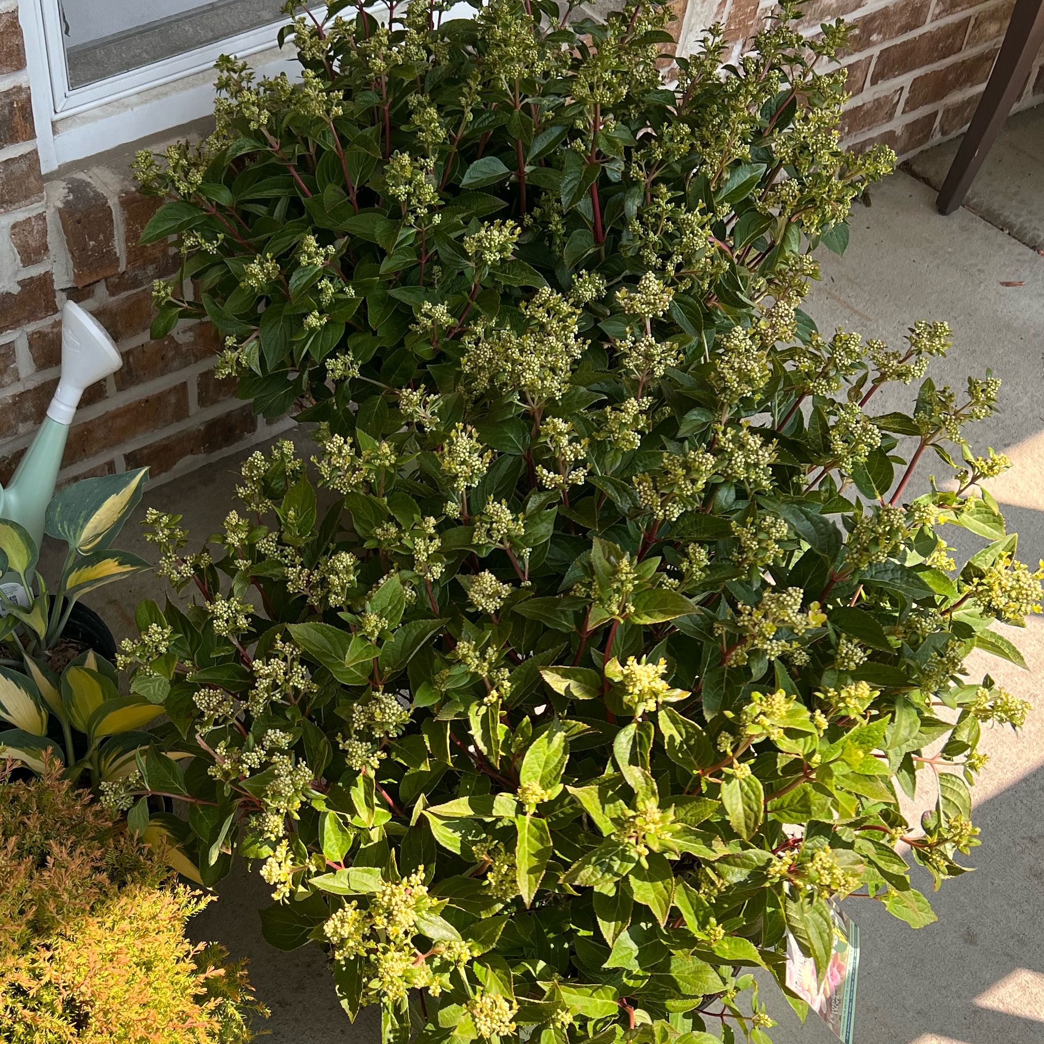 Photo of the plant species Hydrangea 'Early Evolution' by @ClubbyDill55 named Coco on Greg, the plant care app