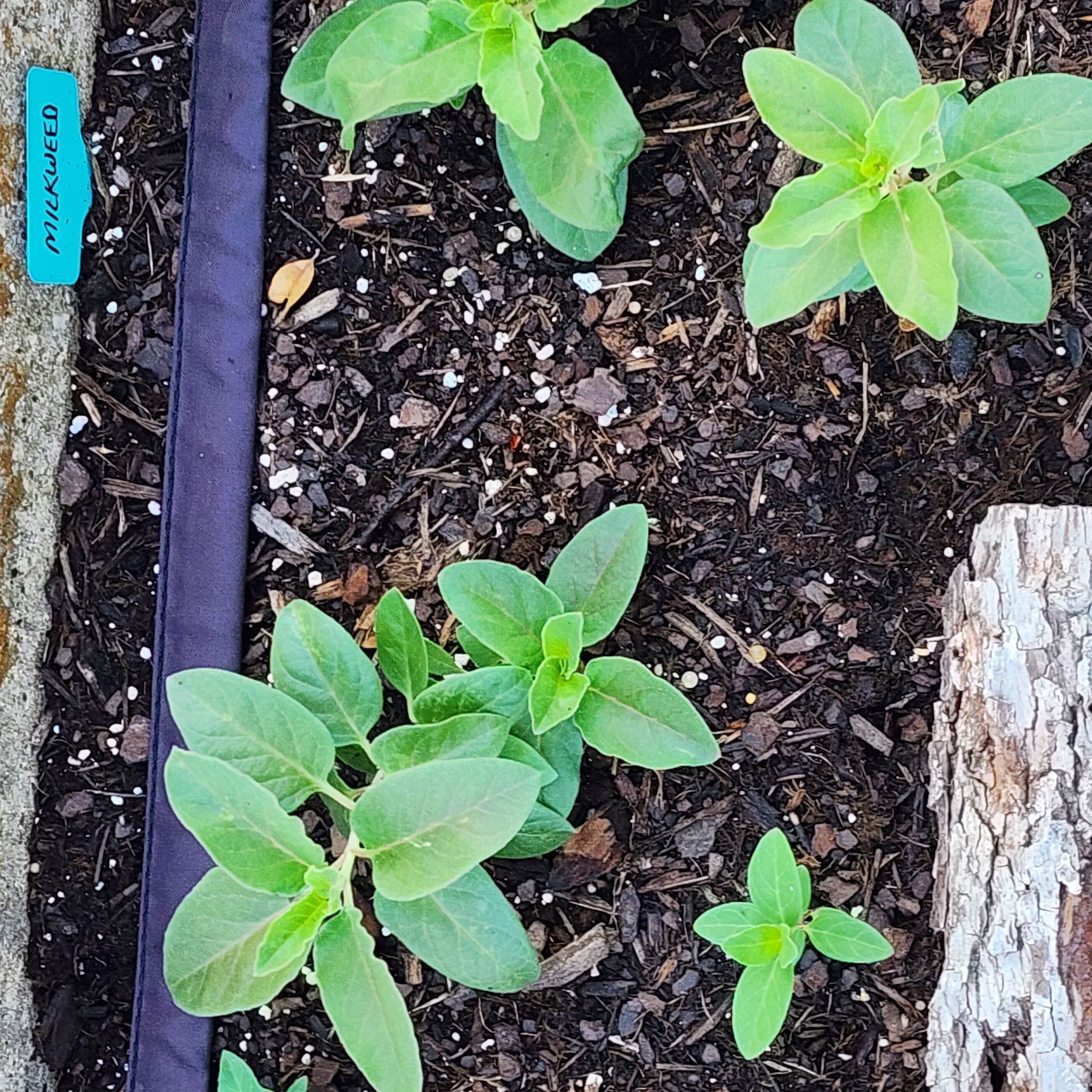 Photo of the plant species Milkweed by @PurpleSage77 named Queen on Greg, the plant care app
